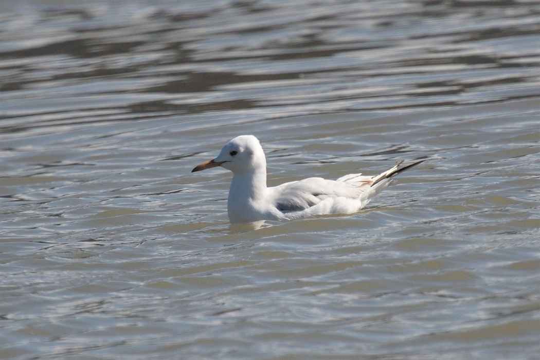 Slender-billed Gull
